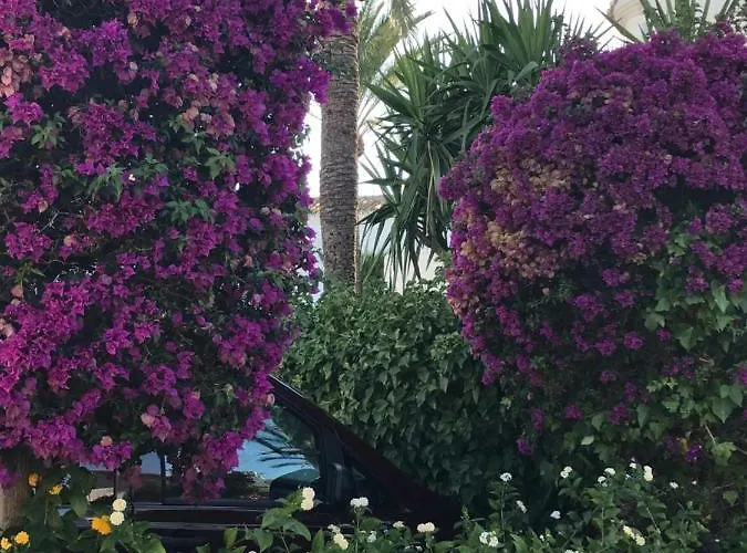 Lejlighed Oasis Paradise